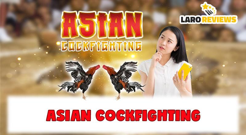 Asian Cockfighting : Preserving heritage or should it be banned?